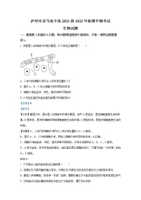 四川省泸州市龙马高中2022-2023学年高二生物上学期期中考试试卷（Word版附解析）