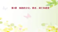 (新高考)高考生物一轮复习课件第四单元第3课细胞的分化、衰老、凋亡和癌变(含解析)