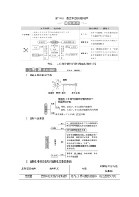 (新高考)高考生物一轮复习学案第24讲通过神经系统的调节(含解析)