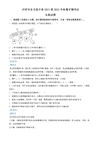 2022-2023学年四川省泸州市龙马高中高二上学期期中生物试题  （解析版）