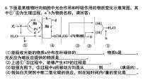 2023届高三生物一轮复习课件：细胞呼吸和光合作用的曲线