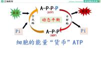 高中生物人教版 (2019)必修1《分子与细胞》第5章 细胞的能量供应和利用第2节 细胞的能量“货币”ATP课文内容ppt课件