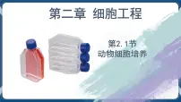 选择性必修3一 动物细胞培养优质课件ppt