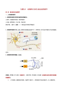 高中生物专题15 动物和人体生命活动的调节-2021年高考生物一轮复习知识点梳理与归纳