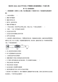 2023桂林高二上学期期末考试生物试题含答案