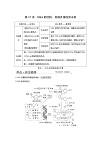 高中生物高考第17讲　DNA的结构、复制及基因的本质