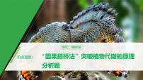 高考生物二轮复习《“因果搭桥法”突破植物代谢的原理》课件PPT