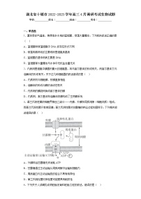 湖北省十堰市2022-2023学年高三4月调研考试生物试题