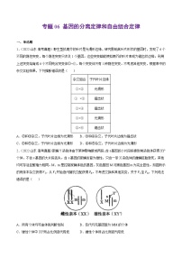 专题06 基因的分离定律和自由组合定律——【新高考专用】2020-2022三年高考真题生物分类汇编（原卷版+解析版）