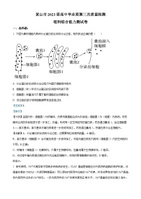 安徽省黄山市2022-2023学年高三生物下学期三模试题（Word版附解析）