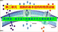 2023届高三生物复习课件物质出入细胞的方式及影响因素