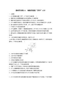 2024届高三生物一轮复习基础夯实练11：细胞的能量“货币”ATP