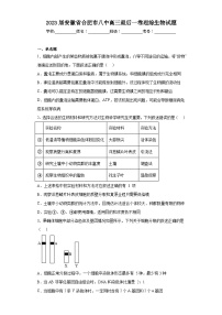 2023届安徽省合肥市八中高三最后一卷理综生物试题（含解析）