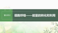 苏教版2024届高考生物一轮复习细胞呼吸——能量的转化和利用课件