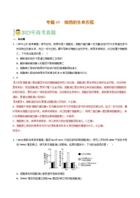 2023年高考真题和模拟题生物分项汇编（全国通用）专题05 细胞的生命历程（解析版）