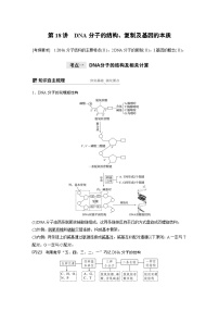 高考生物一轮复习讲练 第6单元 第18讲　DNA分子的结构、复制及基因的本质 (含解析)