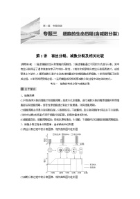 (新高考)高考生物二轮复习第1部分 专题突破 专题3 第1讲 有丝分裂、减数分裂及相关比较(含解析)