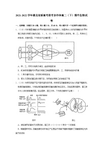 2021-2022学年湖北省新高考联考协作体高二（下）期中生物试卷（含答案）