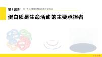 2.4 蛋白质是生命活动的主要承担者  课件 2024届高三生物（人教版2019）一轮复习