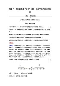 2024届高考生物一轮复习第三单元细胞的能量供应和作用第2讲细胞的能量“货币”ATP细胞呼吸的原理和应用练习含答案