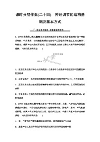 2024届人教版高考生物一轮复习神经调节的结构基础及基本方式作业含答案