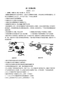 湖北省武汉市硚口区2023-2024学年高三生物上学期起点质量检测试卷（Word版附答案）