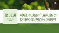 2024年高考生物大一轮选择性必修1复习课件：第31讲　神经冲动的产生和传导及神经系统的分级调节