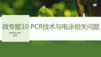 2024年高考生物大一轮选择性必修3复习课件：微专题10 PCR技术与电泳相关问题