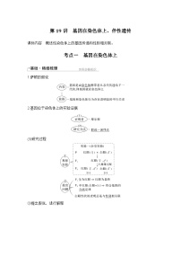 2024年高考生物大一轮必修2复习讲义：：第19讲　基因在染色体上、伴性遗传