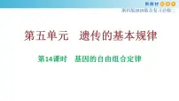 专题14 基因的自由组合定律-备战2023年高考生物一轮复习全考点精选课件（浙江新教材、新高考专用）