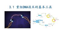 高中生物人教版 (2019)选择性必修3第3章 基因工程第1节 重组DNA技术的基本工具授课ppt课件