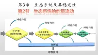 人教版 (2019)选择性必修2第3章 生态系统及其稳定性第2节 生态系统的能量流动图片ppt课件
