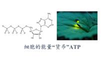 高中生物人教版 (2019)必修1《分子与细胞》第2节 细胞的能量“货币”ATP优质ppt课件