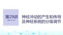 2024届苏教版高中生物一轮复习神经冲动的产生和传导及神经系统的分级调节课件