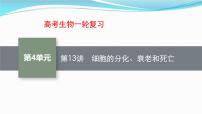 新高考生物一轮复习讲练课件：第13讲　细胞的分化、衰老和死亡（含解析）