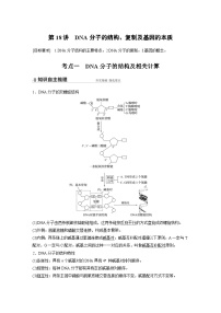 新高考生物一轮复习精品学案 第6单元 第18讲　DNA分子的结构、复制及基因的本质（含解析）