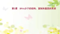 新高考生物一轮复习课件 第六单元 第2课 DNA分子的结构 复制和基因的本质（含解析）