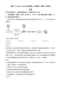 安徽省阜阳市第三中学2023-2024学年高二生物上学期10月月考试题（Word版附解析）