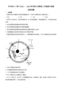 【期中真题】湖北省华中师范大学第一附属中学2022～2023学年高三上学期期中生物试题.zip