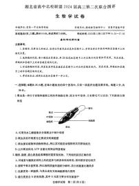 2024湖北省高中名校联盟高三上学期第二次联合测评生物PDF版含答案