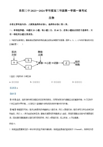 2023-2024学年安徽省阜阳市三中高二10月月考生物试题含答案