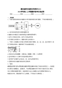 湖北省部分省级示范高中2023-2024学年高二上学期期中联考生物试卷(含答案)