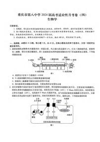 重庆市第八中学2023-2024学年高三上学期适应性月考卷（四）生物试题