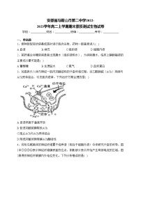 安徽省马鞍山市第二中学2022-2023学年高二上学期期末素质测试生物试卷(含答案)