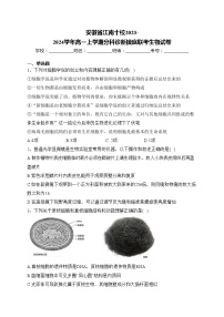 安徽省江南十校2023-2024学年高一上学期分科诊断摸底联考生物试卷(含答案)