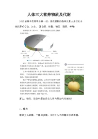 备课素材知识点：人体三大营养物质及代谢 高中生物人教版必修1