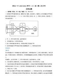 安徽省淮北市第一中学2023-2024学年高二上学期第三次月考生物试题（Word版附解析）