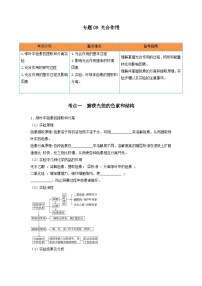 高考生物一轮复习串讲精练（新高考专用）专题09 光合作用（串讲）（原卷版+解析）