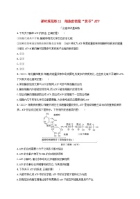 备战2025届高考生物一轮总复习第3单元细胞的代谢课时规范练11细胞的能量“货币”ATP