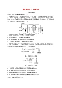 备战2025届高考生物一轮总复习第3单元细胞的代谢课时规范练12细胞呼吸